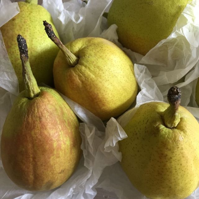 绿世界 国产新鲜水果 新疆 库尔勒 香梨(2.3斤装)