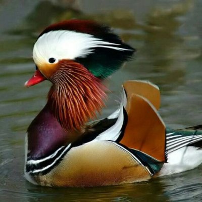 美的电热水器f50-21s1