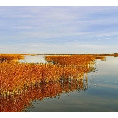 中华瓷感白冬青薄荷味牙膏140.