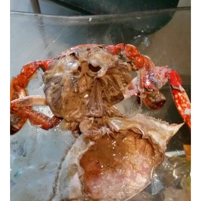 冰鲜野生母梭子蟹 三两/只满黄