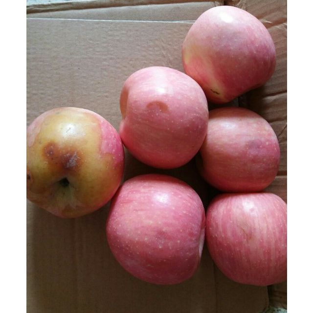 【苏宁自营】伯乐庄园 烟台栖霞红富士 75-80果 5斤装苹果类腐烂了1个