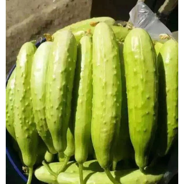 中华特色烟台馆沃佳黄瓜500g份胶东旱黄瓜新鲜蔬菜水果黄瓜小黄瓜华东