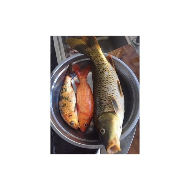 佳钓尼伏魔鱼竿 3.6m 伏魔(鲫竿)