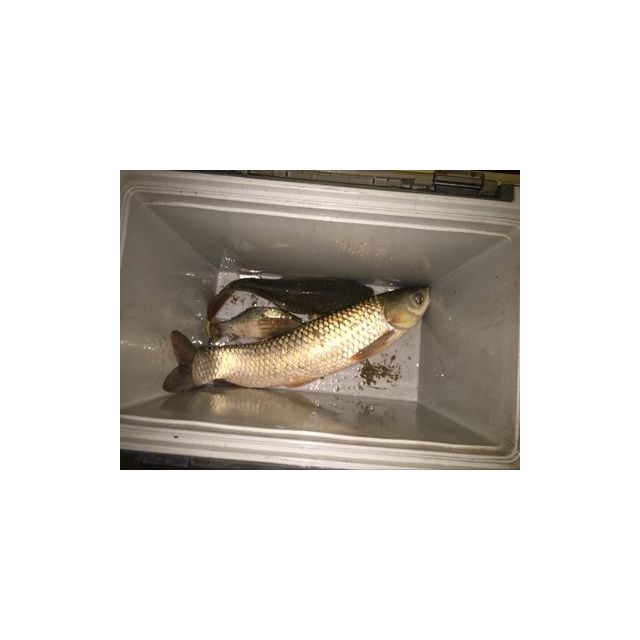 佳钓尼伏魔鱼竿 3.6m 伏魔(鲫竿)