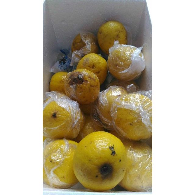 > 【柠檬小仙】安岳柠檬新鲜水果 丑果5斤装 2500g有坏包赔商品评价 >