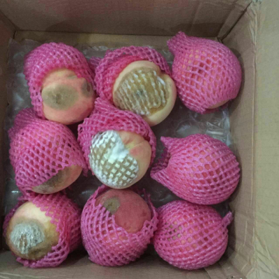 山东特产泰安肥城水蜜桃9个装 单果约4两 水蜜肥桃 新鲜时令水果