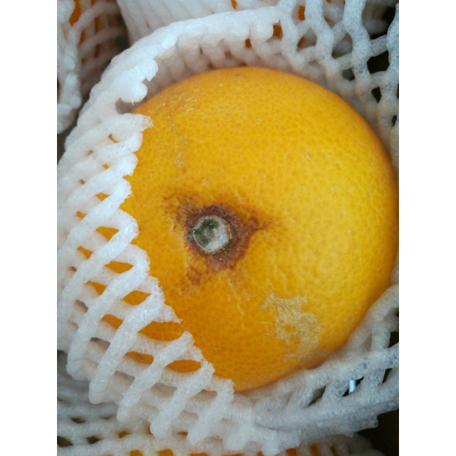 【鲜果来了】 美国新奇士夏橙9只 橙子 新鲜进口水果