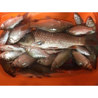 佳钓尼伏魔鱼竿 4.5m 伏魔(鲫竿)