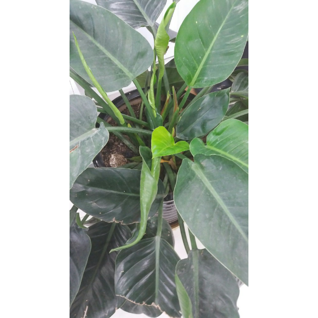 > samsung/三星 galaxy a5 (sm-a5100) 雪域白 全网通4g手机 双卡双待