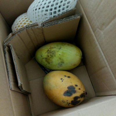 【中华特色馆】韶关本地凯特芒果 个大 甜蜜好吃 5斤装 包邮