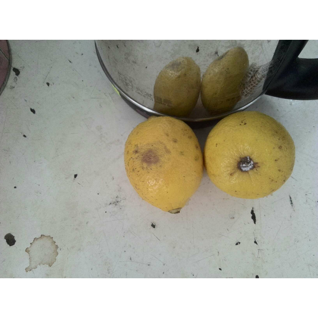 > 【柠檬小仙】安岳柠檬新鲜水果 丑果5斤装 2500g有坏包赔商品评价 >