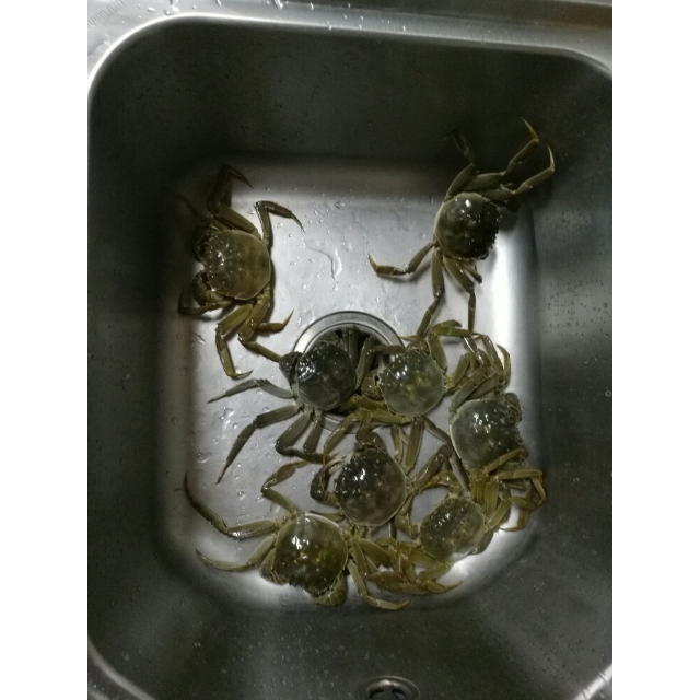 > 【1099型】现货阳澄湖苏蟹皇大闸蟹全母2.6-2.
