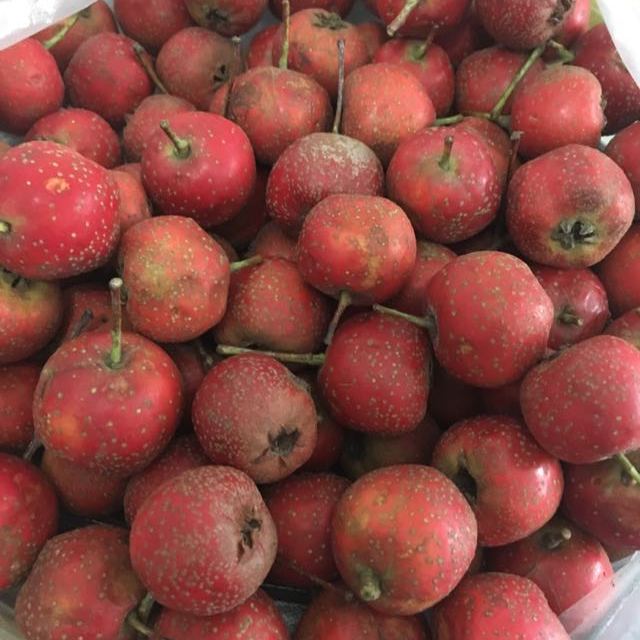 mi果儿 2016新鲜山楂开胃山楂鲜果纯天然野生大山楂红果3斤装