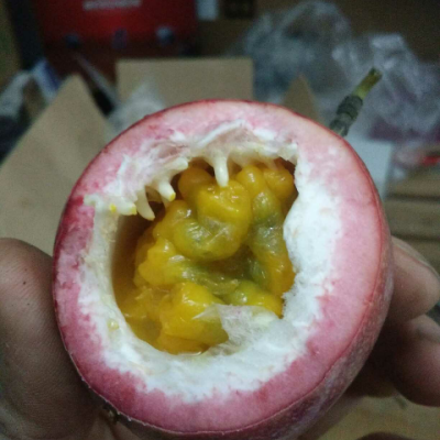 广西特产新鲜百香果中果一级果 .