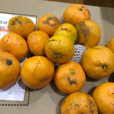 【中华特色馆】秭归馆 新鲜水果 宜昌窑湾农家蜜桔 薄皮橘子10斤装