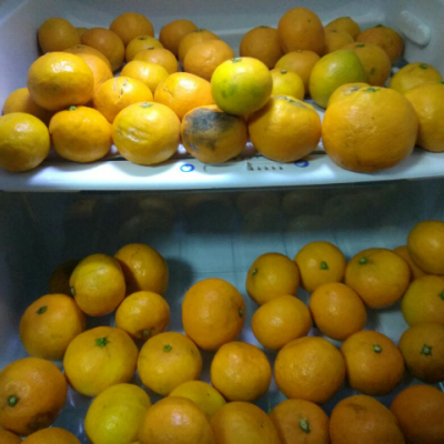 【中华特色馆】秭归馆 新鲜水果 宜昌窑湾农家蜜桔 薄皮橘子10斤装