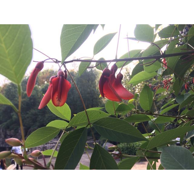 【三只松鼠_碧根果210gx2袋】零食坚果炒货山核桃长寿果干果奶油味