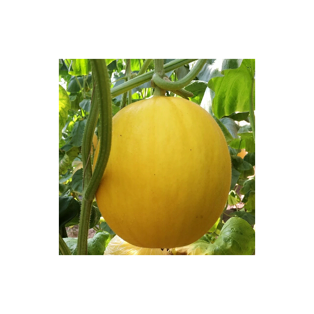 【黄金甜瓜】黄皮白肉贺兰山甜瓜2个装6-7斤 农家自种