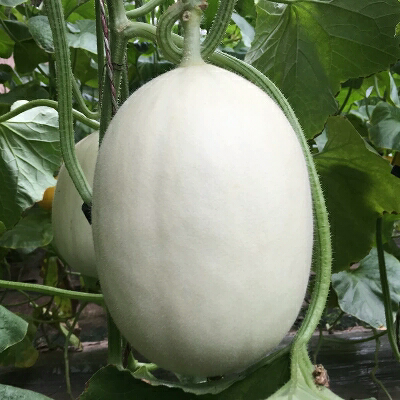 白皮甜瓜2个装