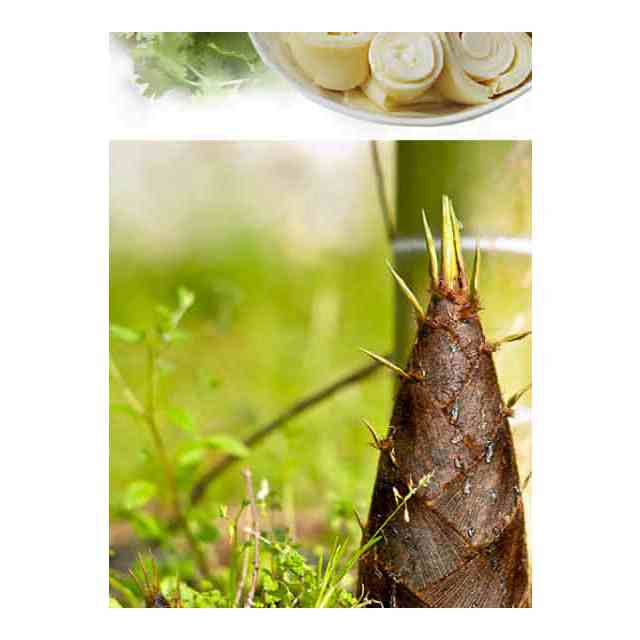 栖息园福建老农笋衣400g6火锅配菜清水竹笋