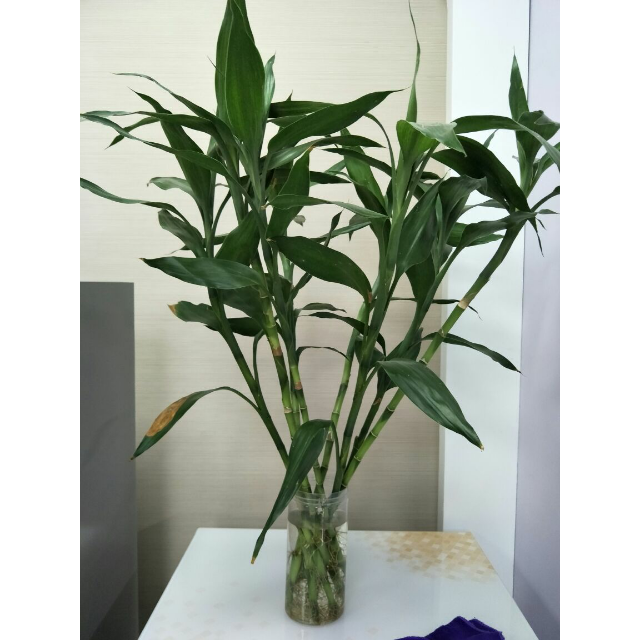 绿箭 绿茶薄荷口香糖40粒瓶装64g