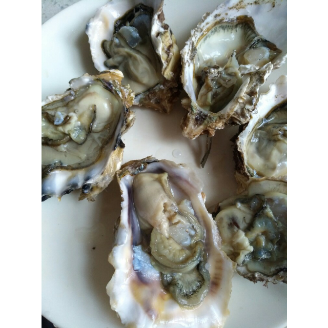 【中华特色馆】烟台馆 烟台特产 正宗琵琶岛鲜活牡蛎 10斤礼盒装