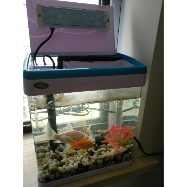金钻迷你鱼缸m260*1个闽江迷你鱼缸水族箱办公家居小型玻璃鱼缸带灯带