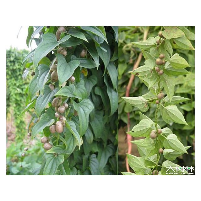 卿卿雨东阿阿胶精制阿胶枣500g单颗粒装无核阿胶大枣阿胶金丝红枣蜜枣