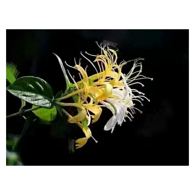 【苏宁易购超市】金龙鱼葵花籽食用调和油5l