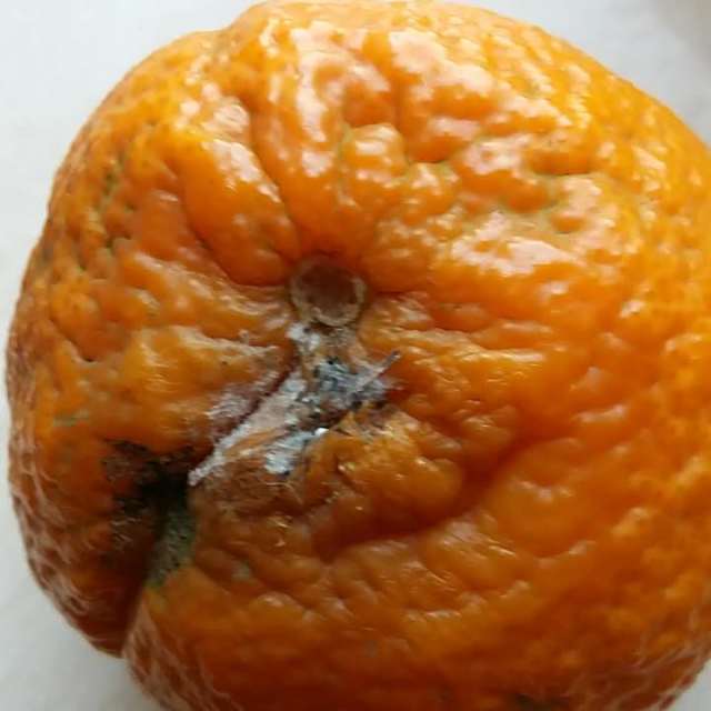 > 【中国特色馆】 武汉馆 不知火 5斤 丑柑丑八怪丑橘丑桔子新鲜水果