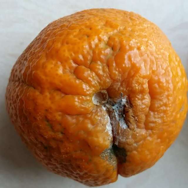 > 【中国特色馆】 武汉馆 不知火 5斤 丑柑丑八怪丑橘丑桔子新鲜水果