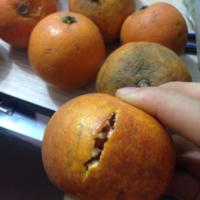 血橙坏果照片图片