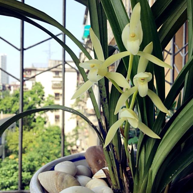 【苏宁易购超市】蒙牛真果粒牛奶(芦荟果粒)250ml*12盒