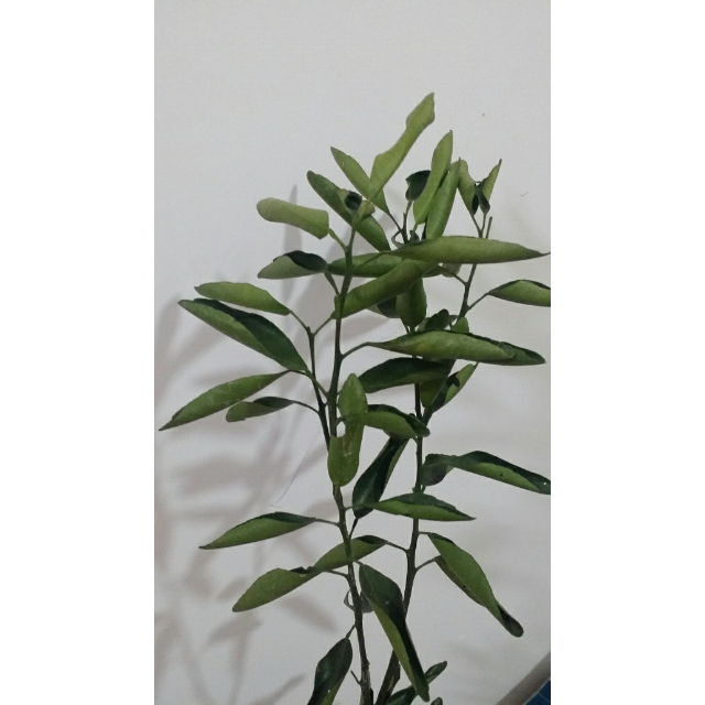 【苏宁易购超市】arla爱氏晨曦 全脂纯牛奶 常温纯奶 德国进口牛奶