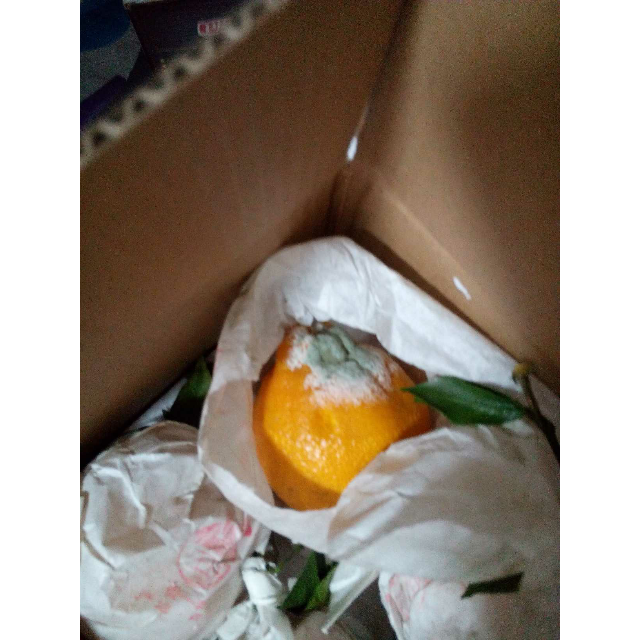 > 米又 四川蒲江不知火丑柑丑橘丑桔丑八怪新鲜水果耙耙柑5斤包邮商品