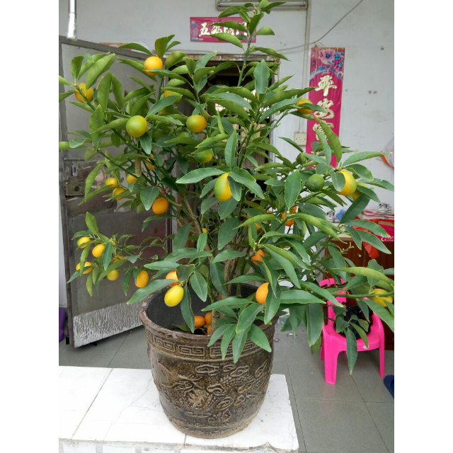 【苏宁易购超市】法国进口红酒金图腾/天马波尔多干红葡萄酒组合装750