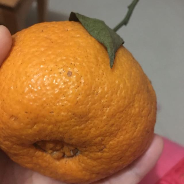 > 【中国特色馆】 武汉馆 不知火 5斤 丑柑丑八怪丑橘丑桔子新鲜水果