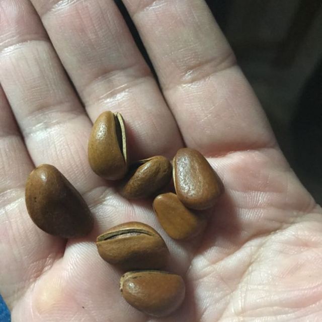 坚果炒货 东北松子原味200g袋装(休闲零食)商品评价 > 很好吃,坏过也