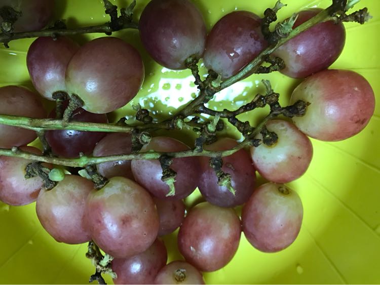 年味去哪了 2017-03-25 提子很甜一点都不酸超级好吃!更重要的是