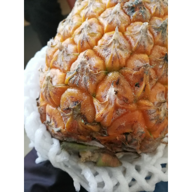 米又 云南新鲜菠萝 新鲜水果 香菠萝5斤