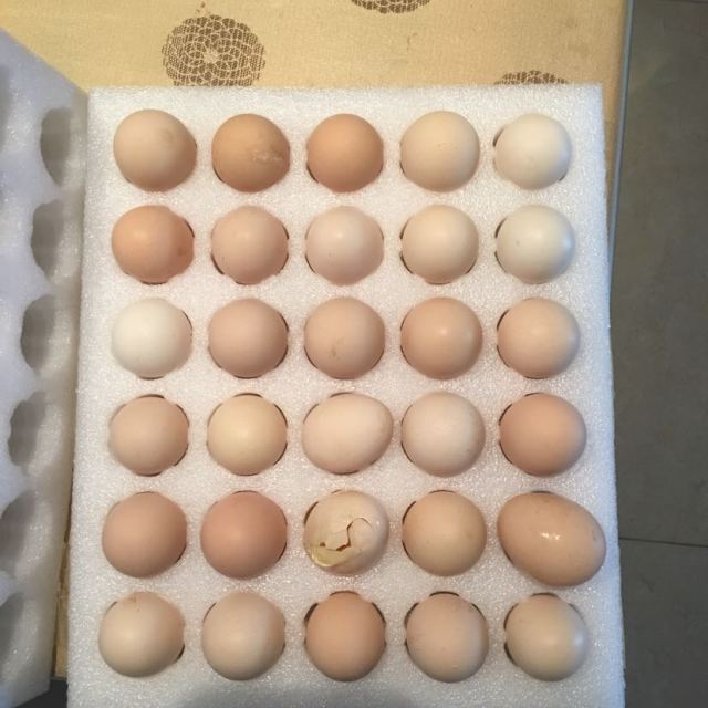 原生态农家初生蛋 开窝蛋