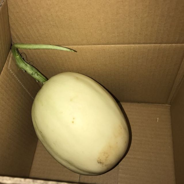苏宁生鲜上海南汇玉菇甜瓜1个约1kg个新鲜水果