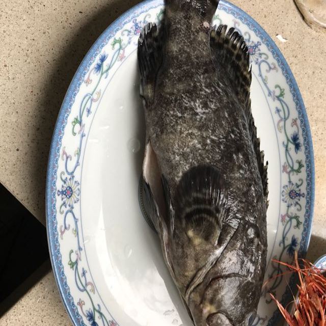 > 活冻石斑鱼 净膛祛腮 700g-750g/条 深海捕捞 大石斑鱼 包邮商品