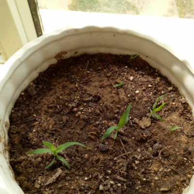 津沽园艺 花卉植物种子 仙客来种子 兔耳花 约5粒/包 盆栽种植 春季四