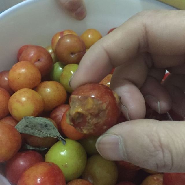 米又 三月李脆李子酸脆爽口青李子 约3斤左右评价【怎么样 好不好