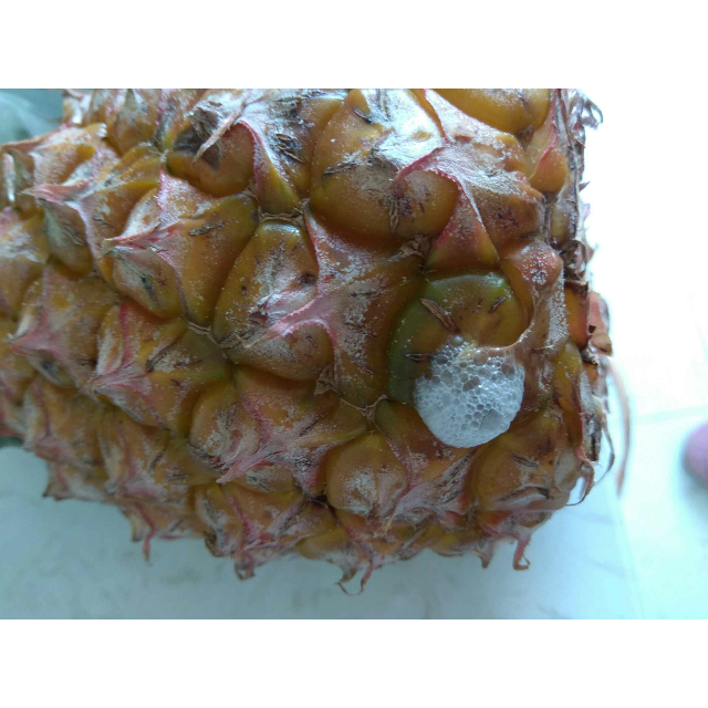 凤梨1个约1kg/个 菠萝 新鲜水果 国产商品评价 > 物流慢捂坏了不能在