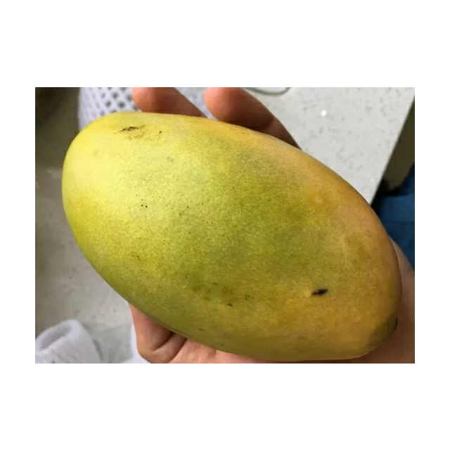 > 【苏宁生鲜】广西小青芒1kg约150g/个 芒果 新鲜水果商品评价 > 最