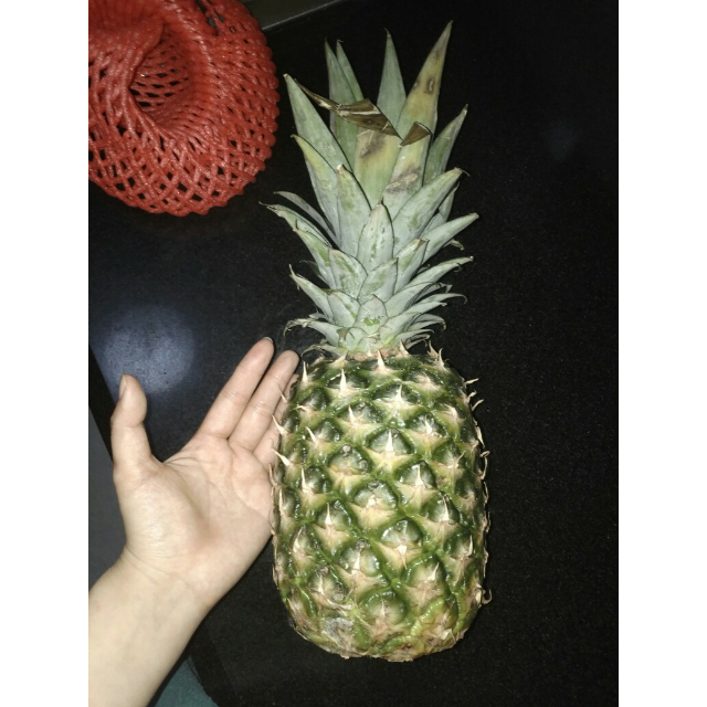 > 【苏宁生鲜】 进口凤梨1个1kg以上/个 菠萝 新鲜水果商品评价 > 跟*