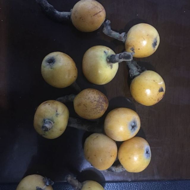 【鲜果来了】坏果包赔正宗苏州东山白玉枇杷新鲜时令水果白沙枇杷果