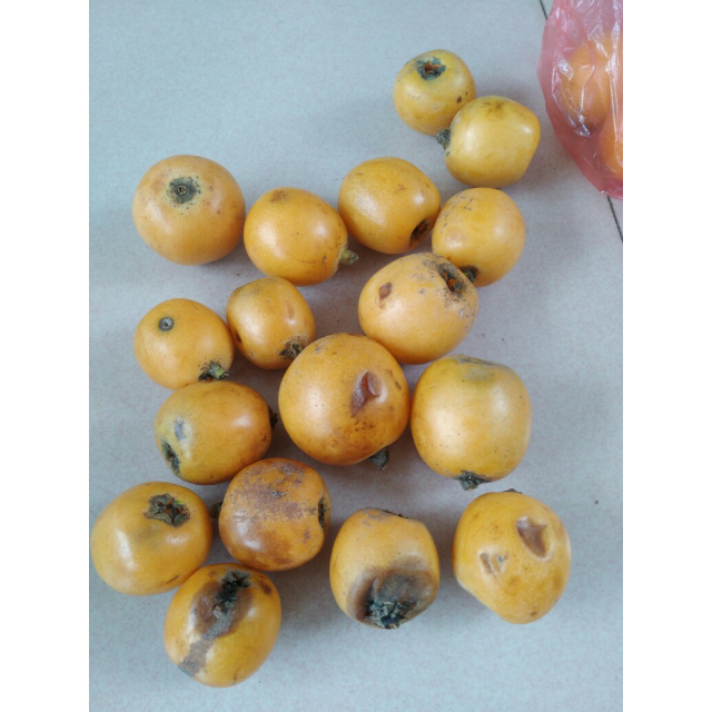 四川攀枝花甜枇杷高山琵琶果新鲜水果3斤包邮